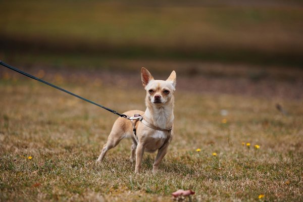 What initiatives are in place for improving maternal health in the UK?