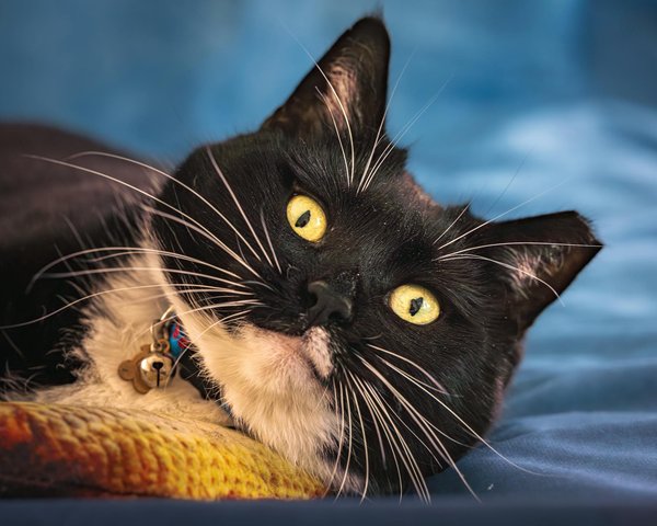 What are the latest developments in electric vehicle adoption in the UK?